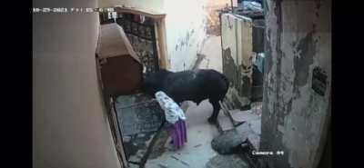 When you mess with the bull...