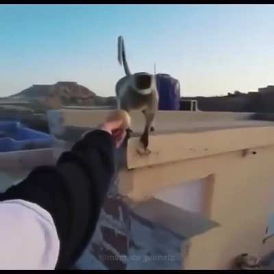 Roubaram meu cachorro