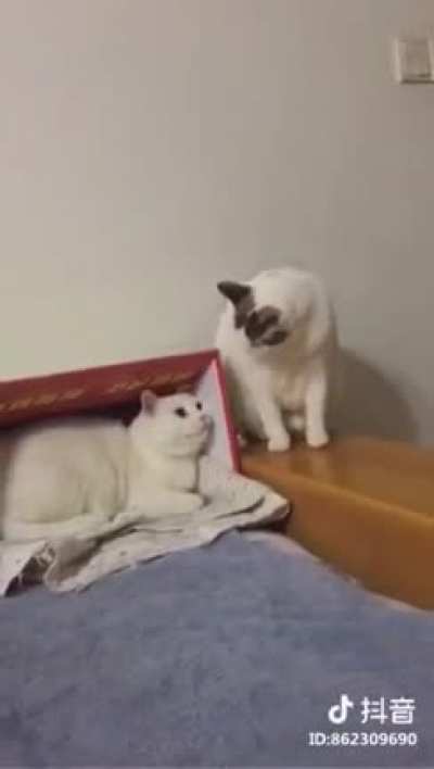 Rude hitcat