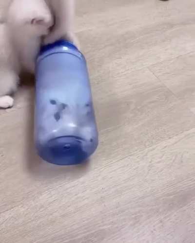 Cat in the Bottle