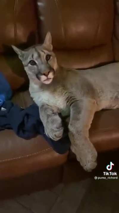 In Russia, there is no such thing as a cat. They have puma high on vodka