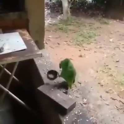 Miau!