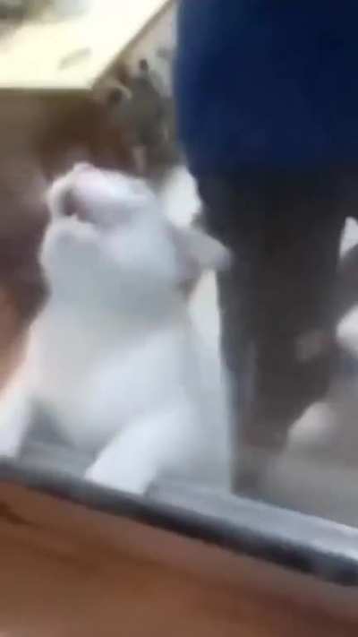 Meow