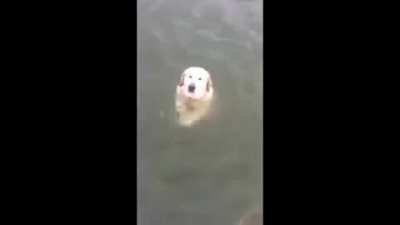 Perro UwU