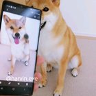 What a good dog
