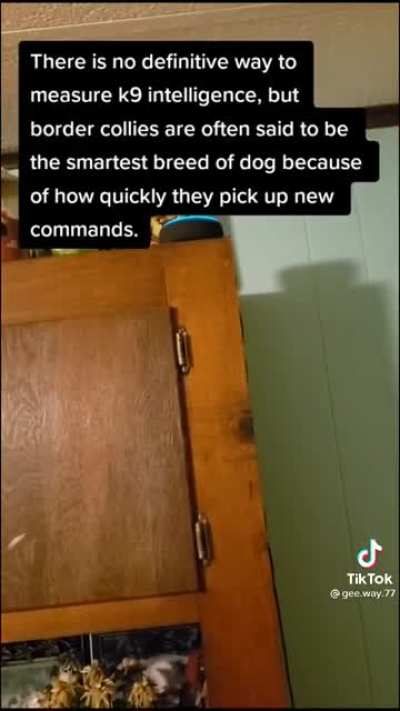 The smartest breed of dog