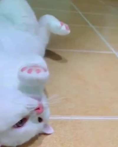 Upside down cat!