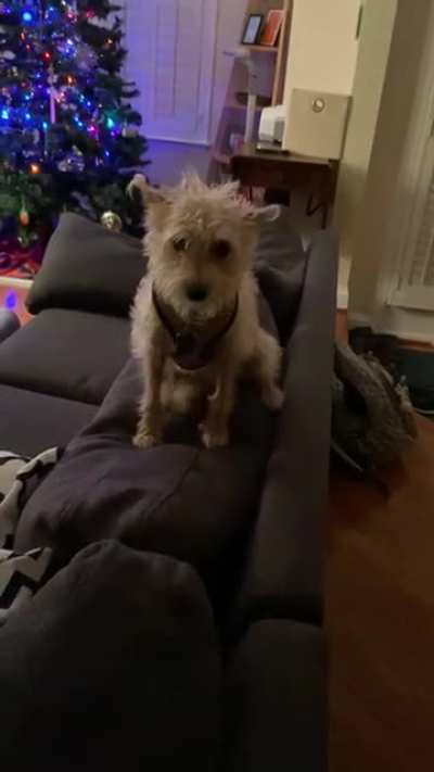 What do you mean my tail looks funny?