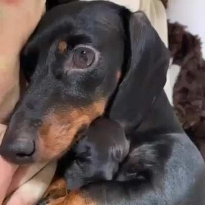 Mother Cuddling