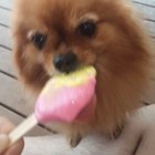 Apparently being cute means you can steal icecream...and get away with it.