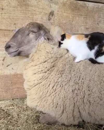 They get along well ! It's so sweet!
