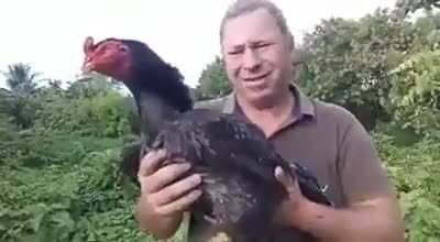 Galo