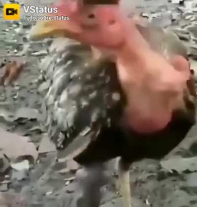 É o corte