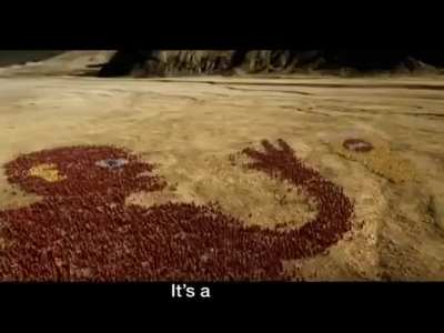 It's a big ad