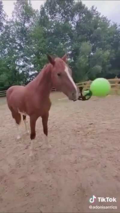 Haha horse go throw ball weeeee