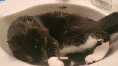 Normal cat behavior
