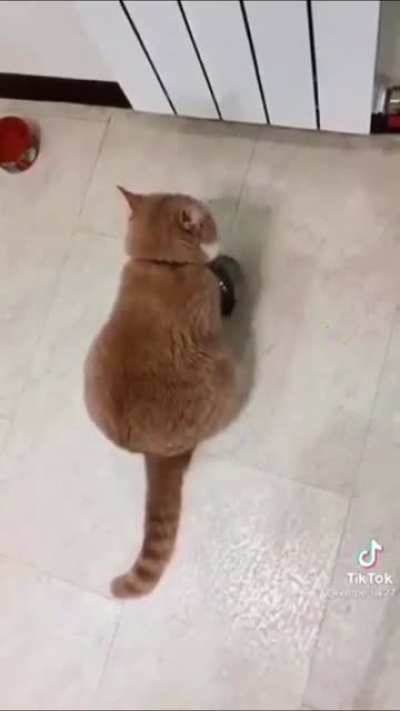 “here's a little song i wrote called 'starving to death' and it goes like this....” by TikTok user kotpersik27
