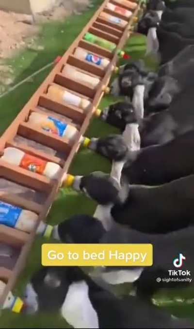 Look at those tails!!