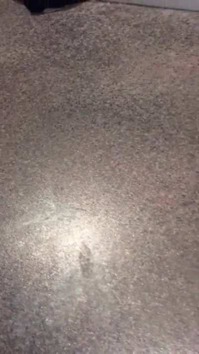 Just nutted over eggnog