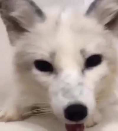 He screem