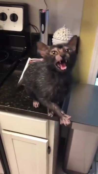 First time seeing such a unique cat. It's a wolf cat.