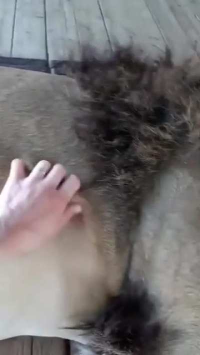 Nom Nom