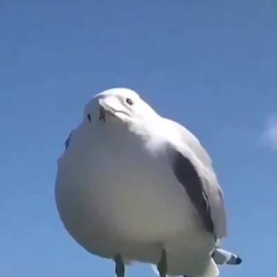 He screem
