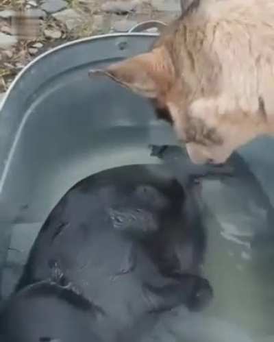 bAby SEal GeTs traPpEd oN BeaCh anD Is eaTeN AliVE bY RAbiD doG