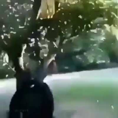 banana