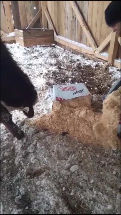 When you can't open a bag of shavings fast enough for this heifer