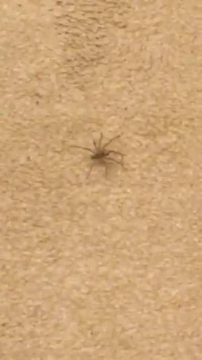 8 legged freak