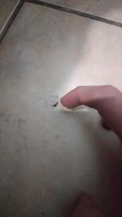 If you catch one alive, rip one of its wings out and put it on the ground they sometimes act like fidget spinners on crack