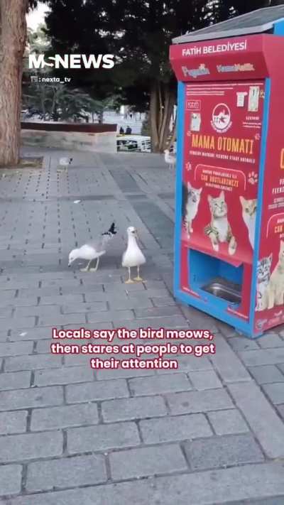 Even seagulls in Turkey learned how to fool tourist