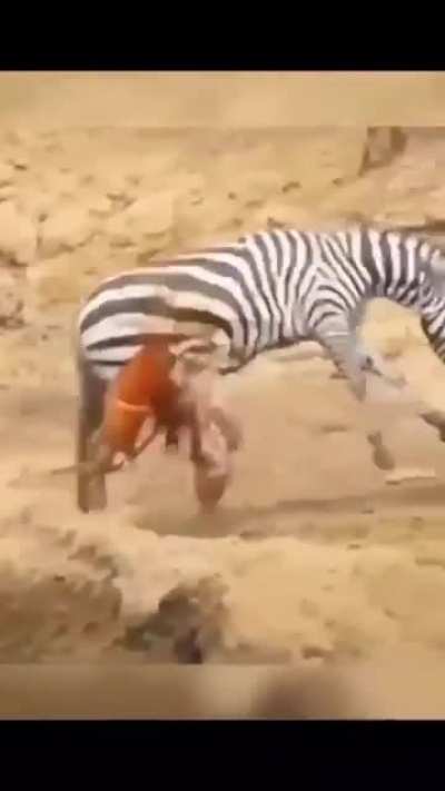 Guts spill out of Zebra after being bit by alligator.