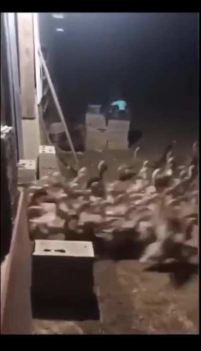 Выпускайте крякена!