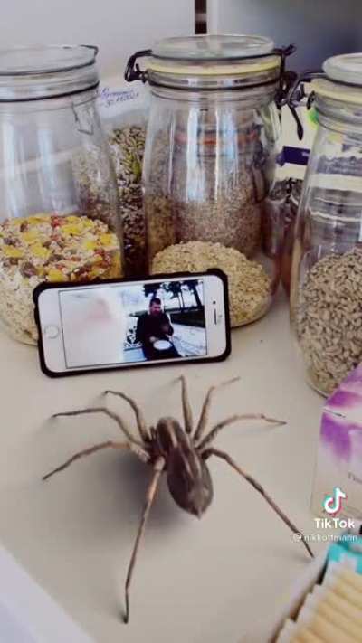 SpiderJAM