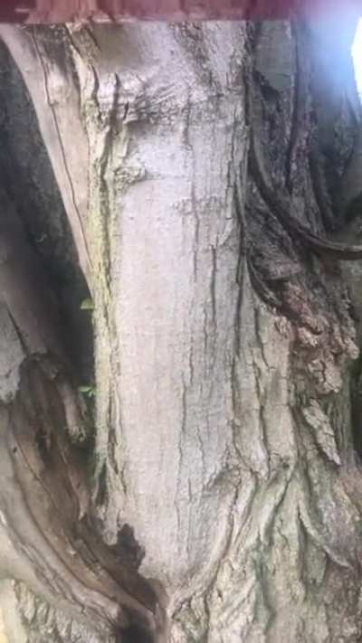 I had to rescue this little guy after an ahole blue jay landed on the anti-squirrel hinge and pinched his head in the mechanism.