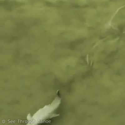 🔥 Dolphin perfecting it’s hunting technique