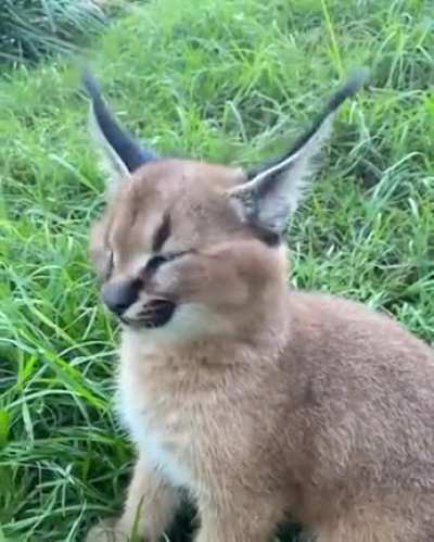 Magical ear movement