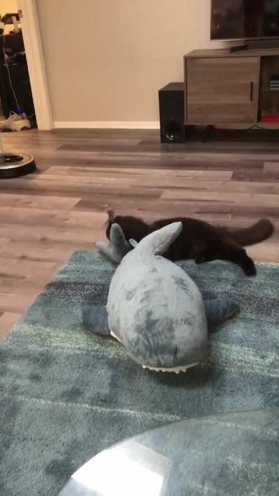 Zero dragging the shark he caught into his room