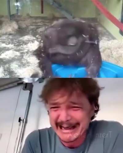 Sadge