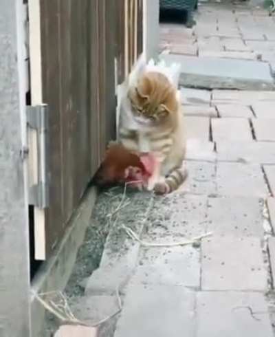 Whack the Chick