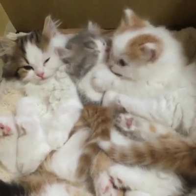 have some aww