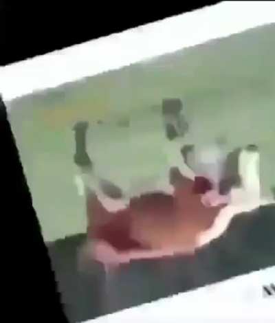 Free cow hell yeah