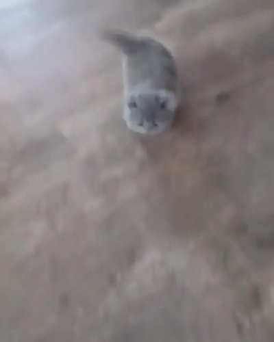 Teeny tiny chubby wiggles