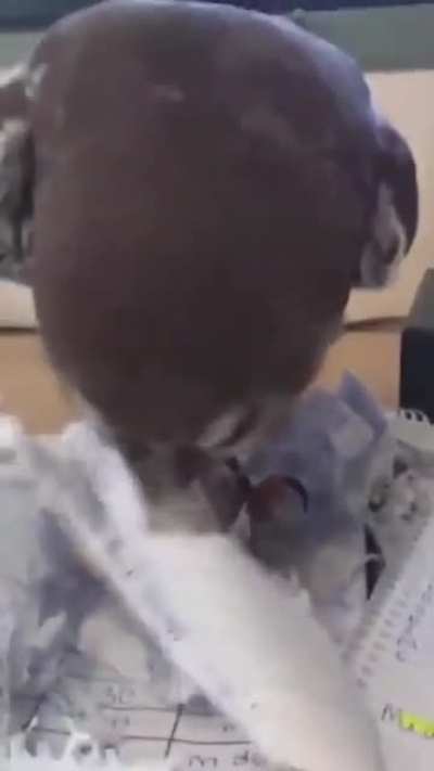 But sir, my pet did eat my homework