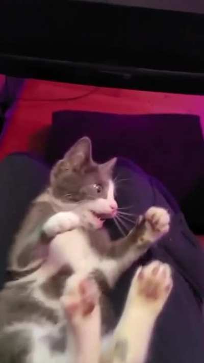 Забавный Котик