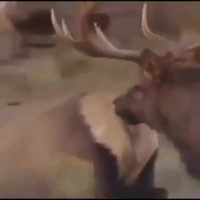 oh deer