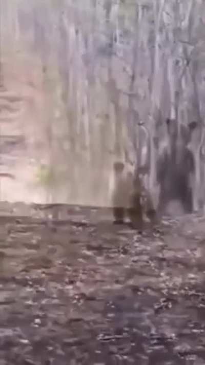 Baby bear doing a dance.