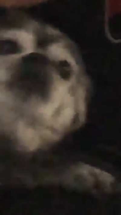 My deaf dog always does this when my mom comes home. (No idea how he “heard” her saying this)